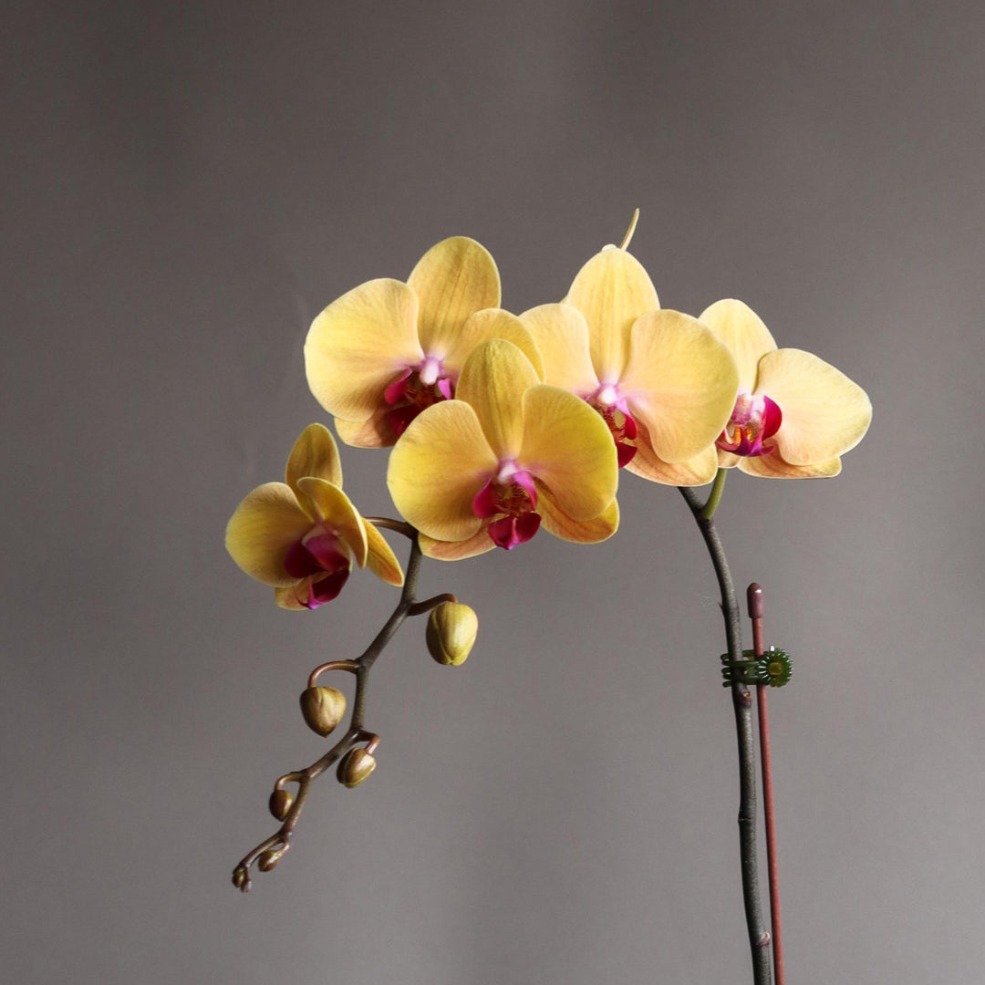 ONE STEM ORCHIDE YELLOW