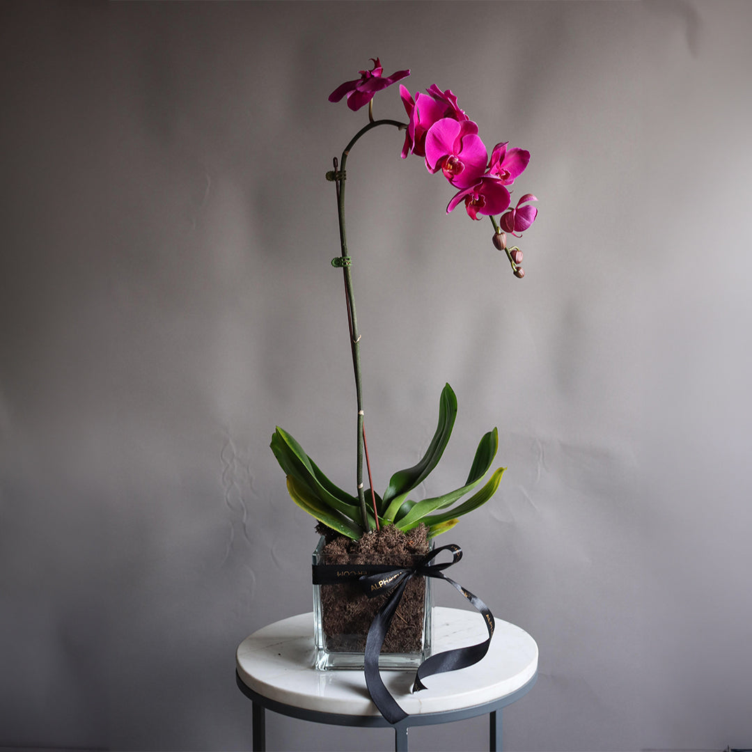 ONE STEM ORCHIDE VIOLET