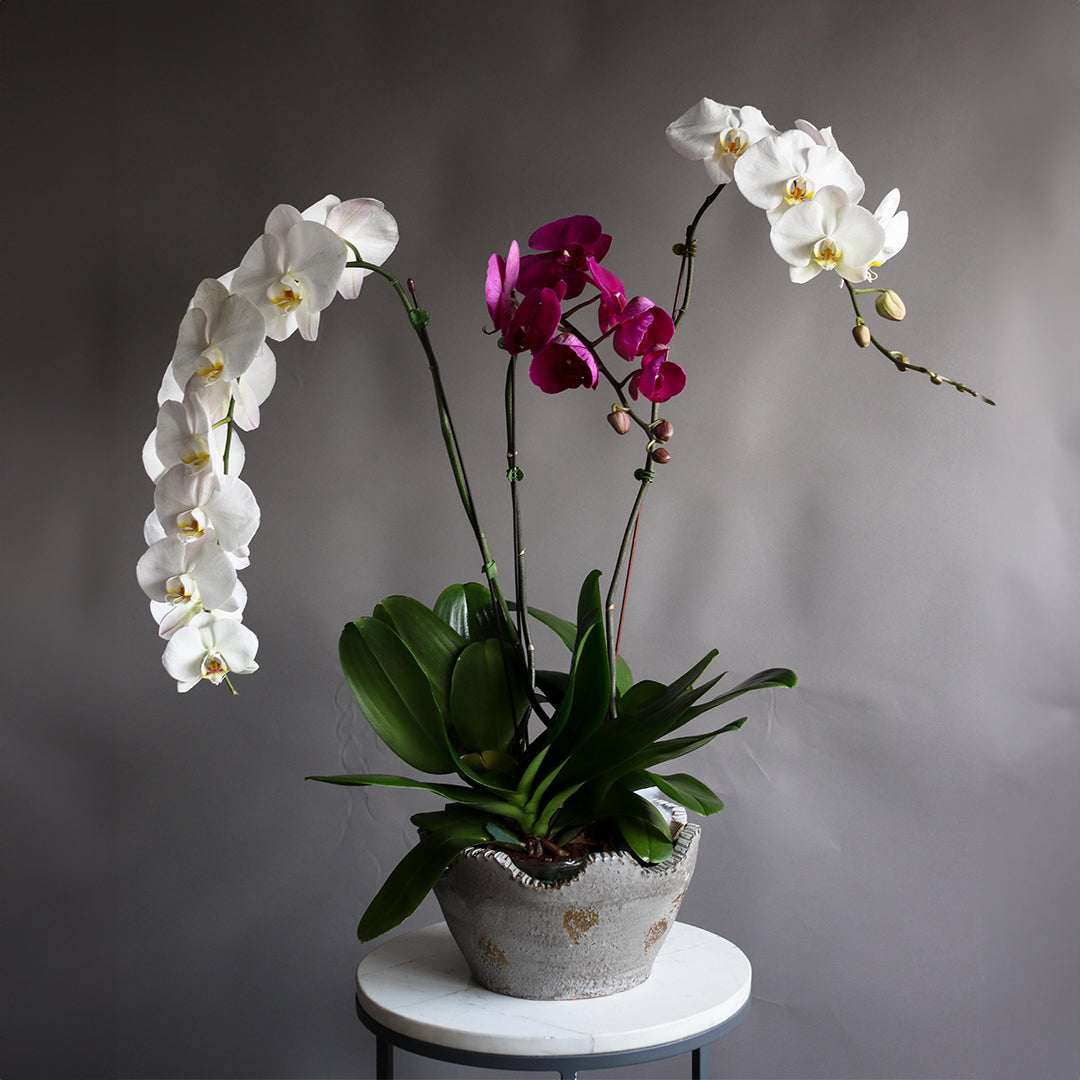 3 STEMS ORCHIDE