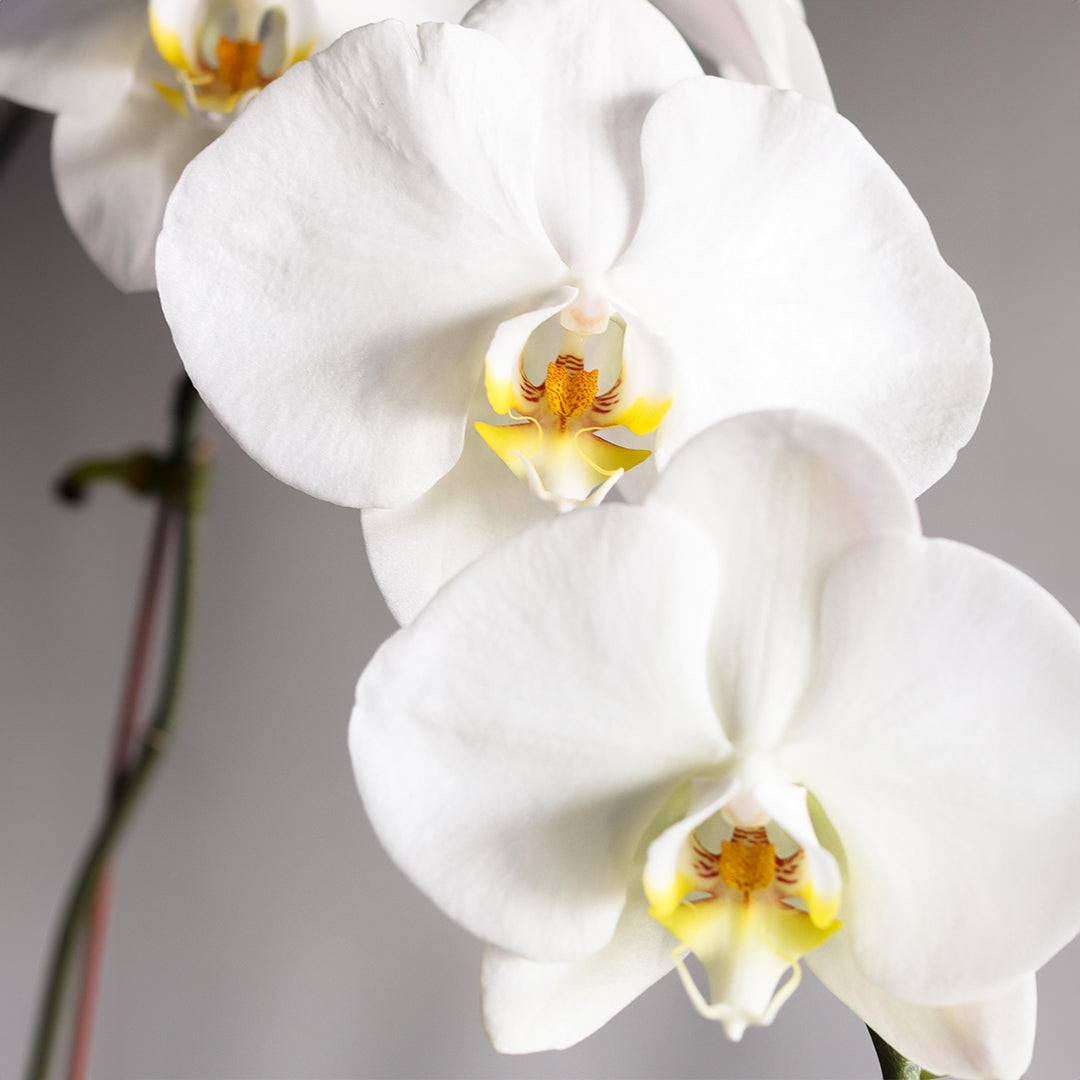 ONE STEM ORCHIDE WHITE