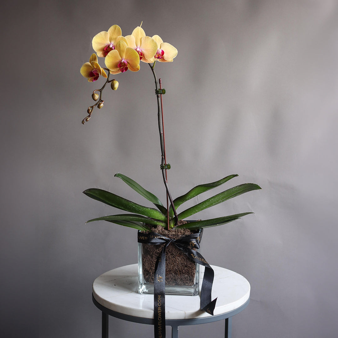 ONE STEM ORCHIDE YELLOW