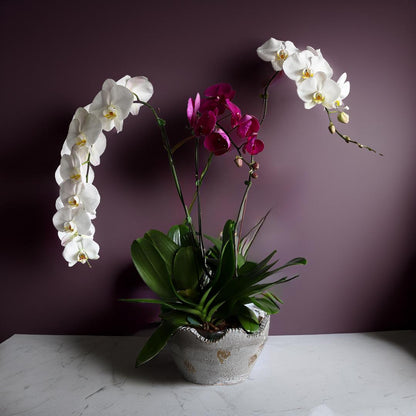 3 STEMS ORCHIDE