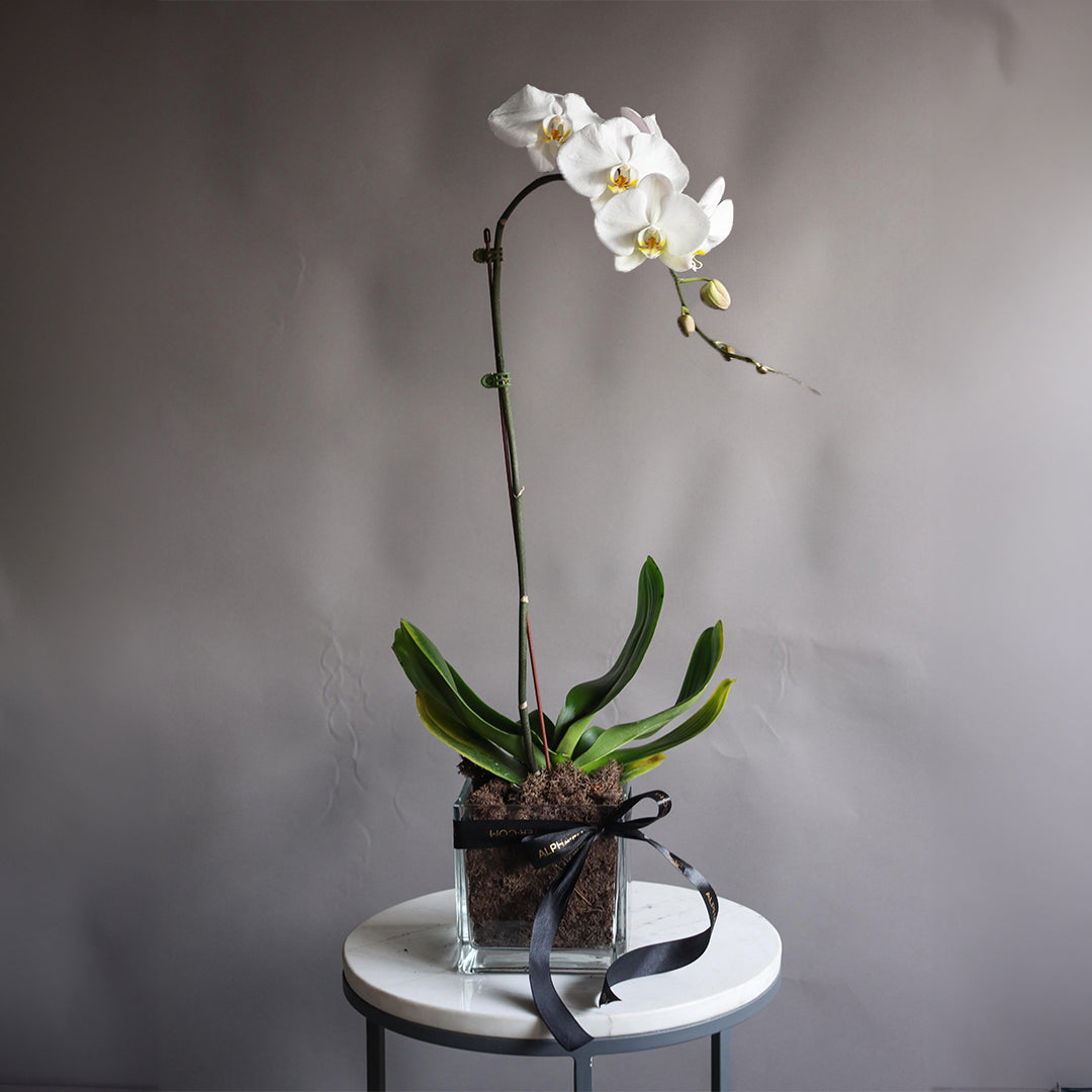 ONE STEM ORCHIDE WHITE